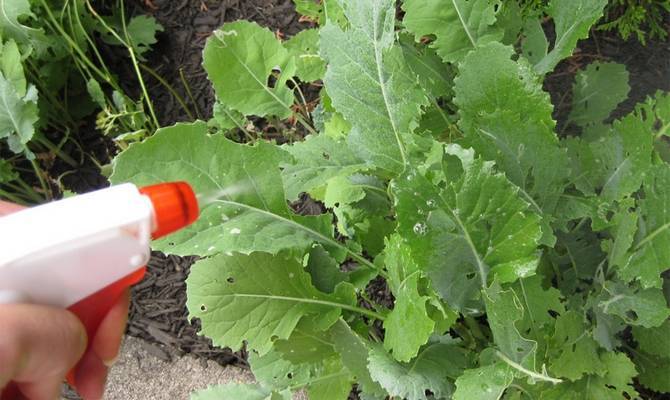 Как садить капусту семенами в грунт - советы огородников