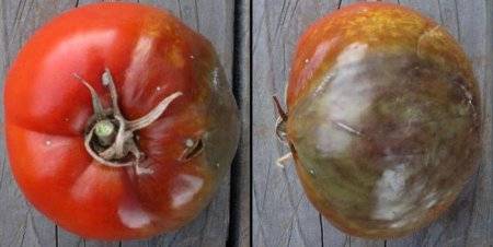 Спасут ли народные средства помидоры от фитофторы? чем и как обработать томаты от болезни?