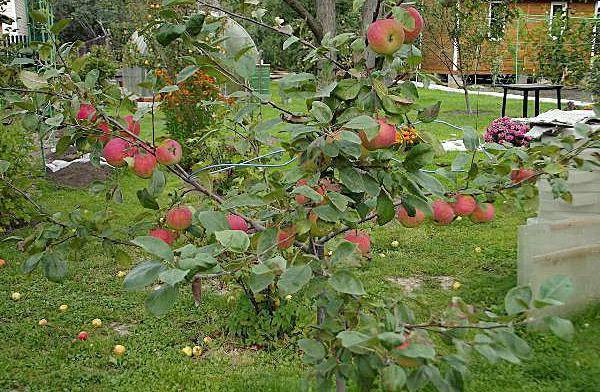 Характеристика и описание сорта яблони “конфетное”