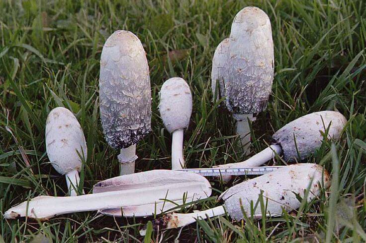 Особенности гриба рода Навозник