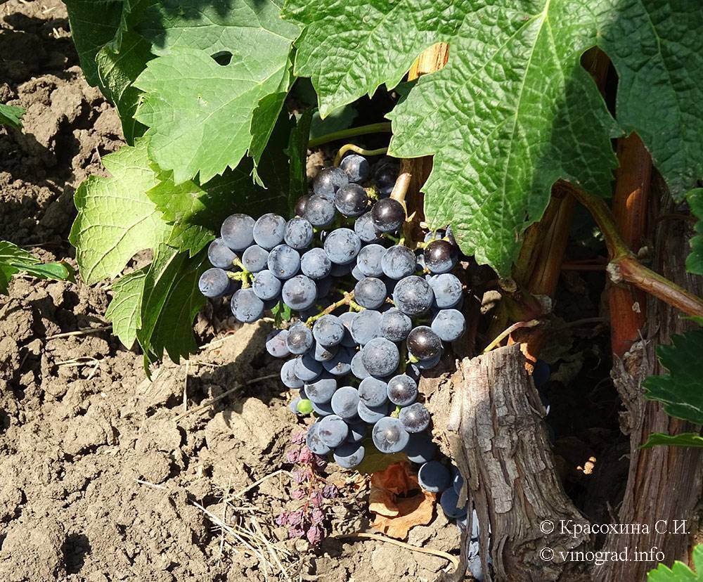 Виноград сорт мерло - посадка и выращивание | огородники