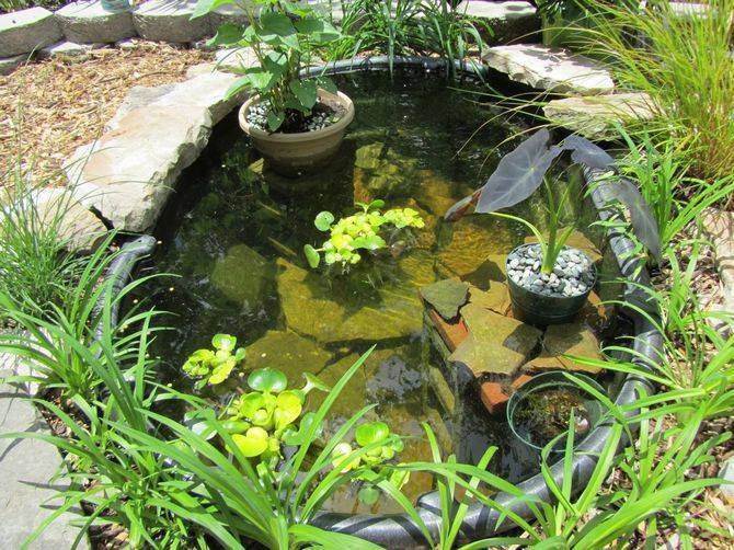 Растения для пруда: оформляем декоративный водоем