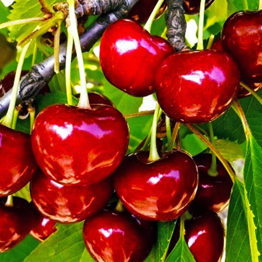 Описание сорта канадской вишни драгоценный кармин и характеристики плодоношения - всё про сады