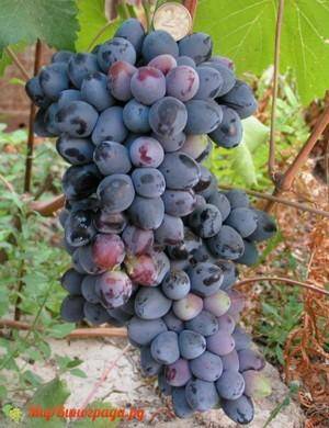 Виноград галахад: описание сорта, фото, посадка и уход
