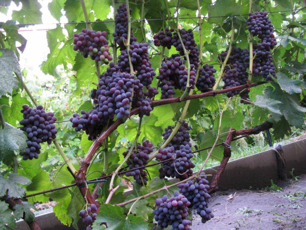 Виноград «красотка»: гибридный сорт с отличным вкусом