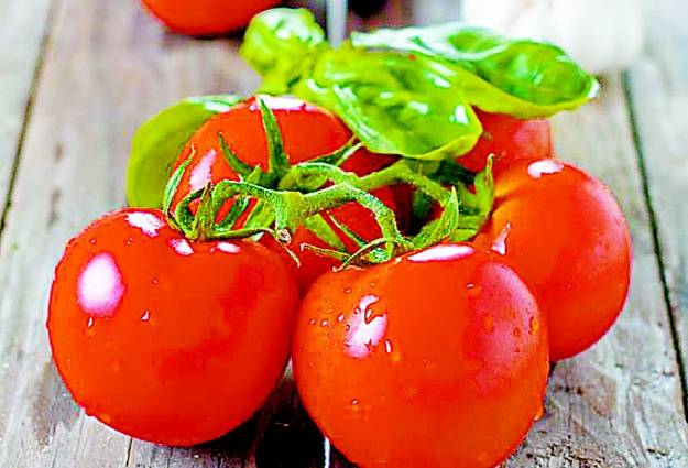 Как ускорить созревание томатов на грядке и дома
