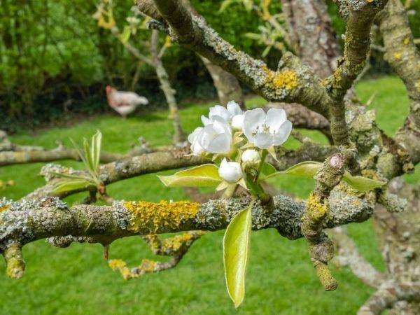 Как бороться с мхами и лишайниками на коре яблони и других деревьев: способы