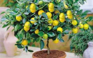 Болезни цитрусовых: профилактика и лечение лимонов | good-tips.pro