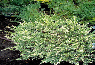 Можжевельник можжевельник горизонтальный андорра компакт juniperus hor. 'andorra compact' c3,5 30-40 а купить по цене 1 496 руб.