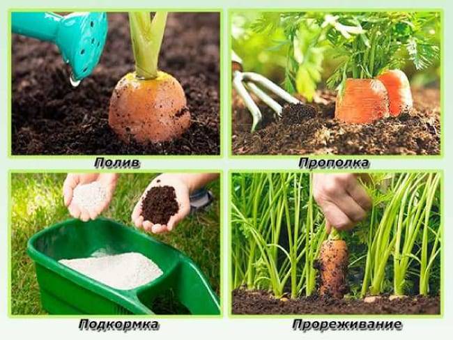 Подкормить морковь народными средствами: чем полить всходы, которые плохо растут в открытом грунте, можно ли настоем крапивы, коровяком, как применять удобрения? русский фермер