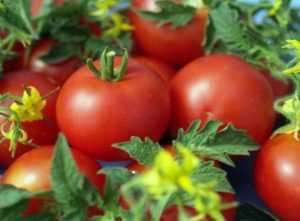 Никола сорт томатов • все про дачу