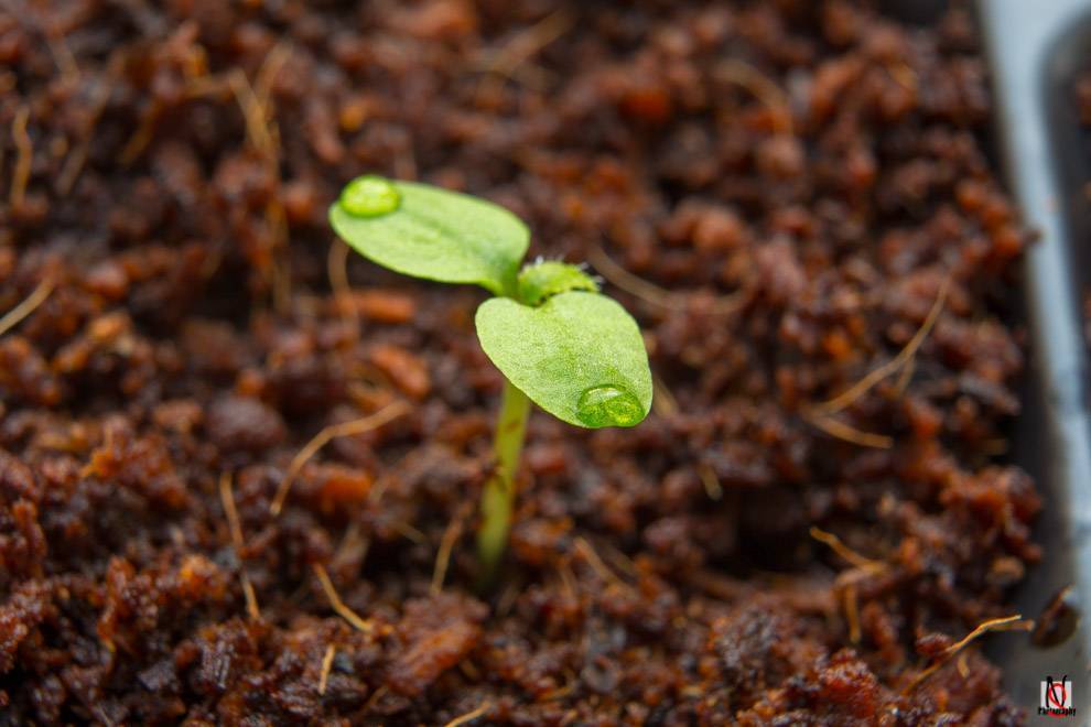 Выращивание киви: уход в домашних условиях от проращивания семян до плодоношения. секреты выращивания киви дома