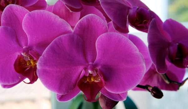 Как пересаживать орхидею?