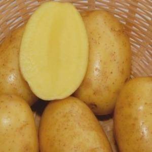 Сорт картофеля аризона характеристика отзывы