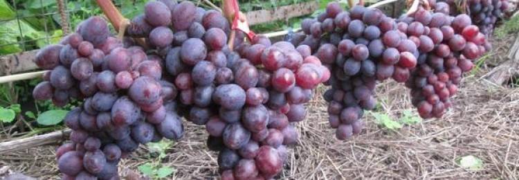 Виноград дюжина: описание сорта, фото, отзывы
