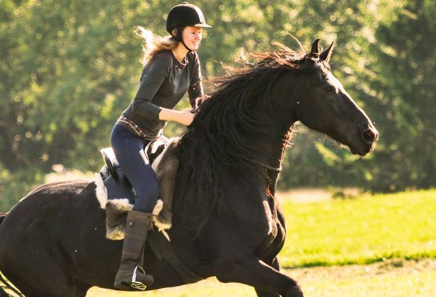 Виды конного спорта: список и описание | мои лошадки