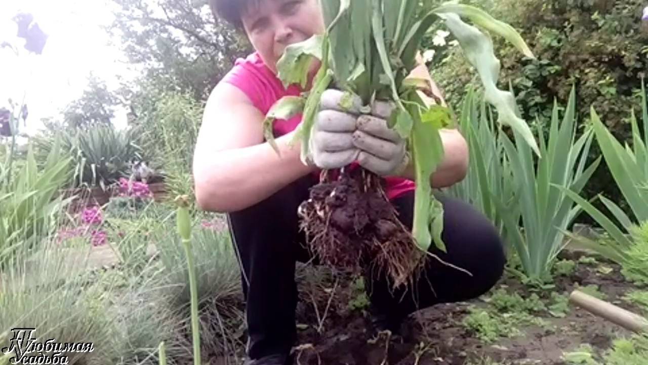 Когда и как сажать тюльпаны? 24 фото на какую глубину нужно высаживать луковицы в открытый грунт? сроки посадки в сибири. в какое время лучше высадить на урале?
