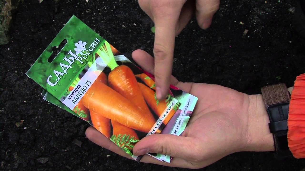 Подготовка семян моркови к посеву: как подготовить и обработать