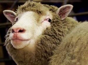 Как выбрать ножницы для стрижки овец  и какую использовать технологию