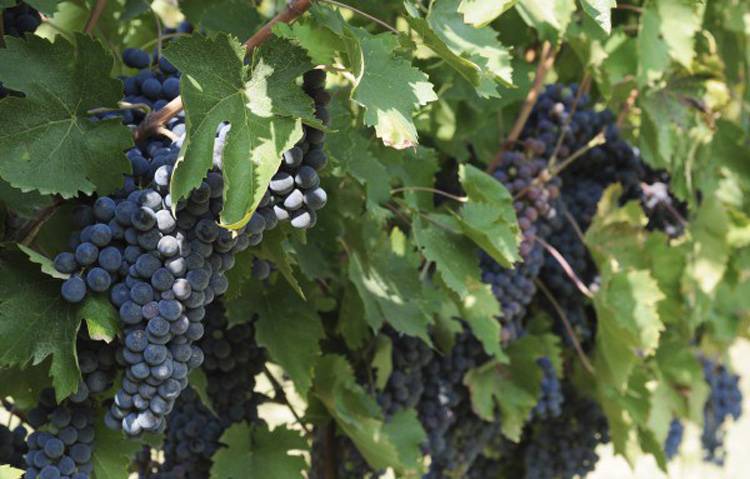 Виноград красотка: описание, сереты выращивания, особенности