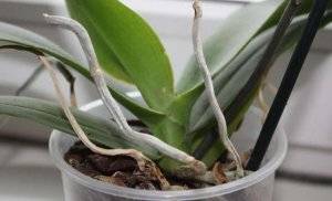 Как спасти орхидею, если корни высохли и листья желтеют? как реанимировать растение в домашних условиях? нужно ли обрезать сухие корни?
