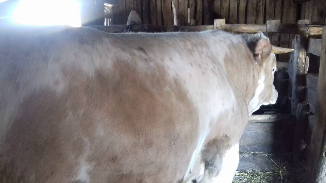 Как режут быков и коров