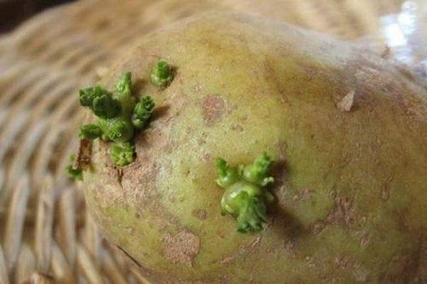 Почему позеленела картошка в мешке