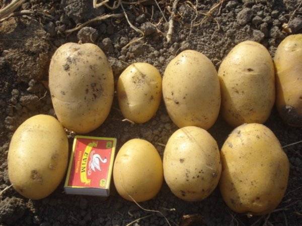 Описание и характеристики сорта картофеля агата