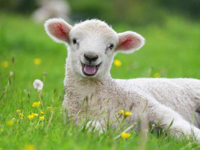 Овца животное. описание, особенности, виды, образ жизни и среда обитания овцы | живность.ру