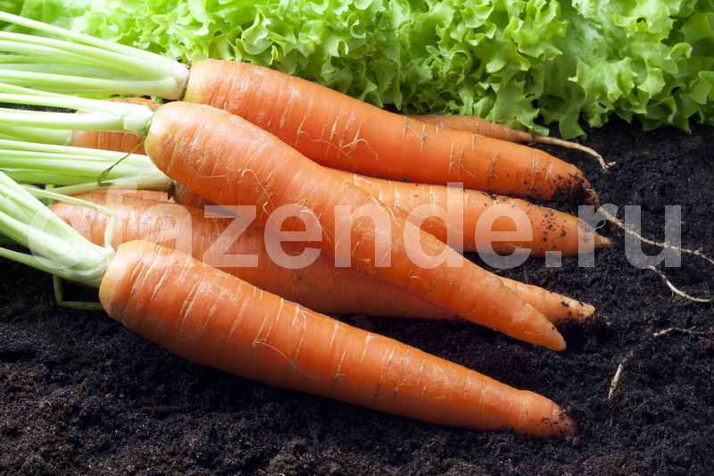 Морковь «детская сладость», «карамелька» и другие сорта овоща, которые считаются самыми сладкими: описание, применение, а также как сделать обычный вид вкуснее? русский фермер