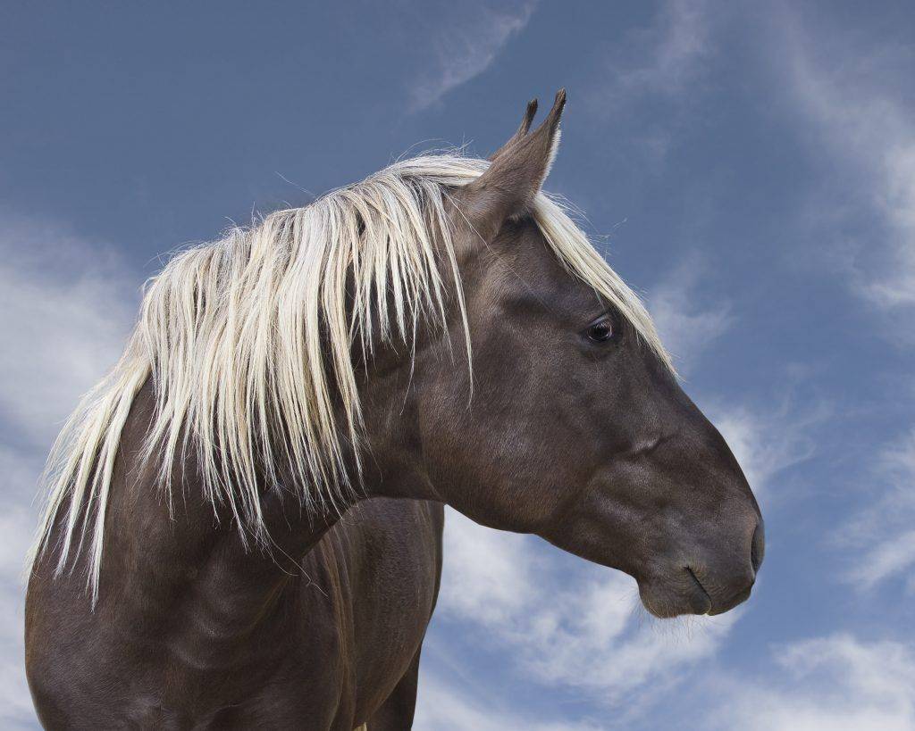 Лошадь скалистых гор - википедия
