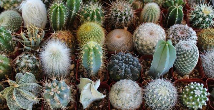 Варианты размножения и ухода за кактусами: полив и укоренение цветка