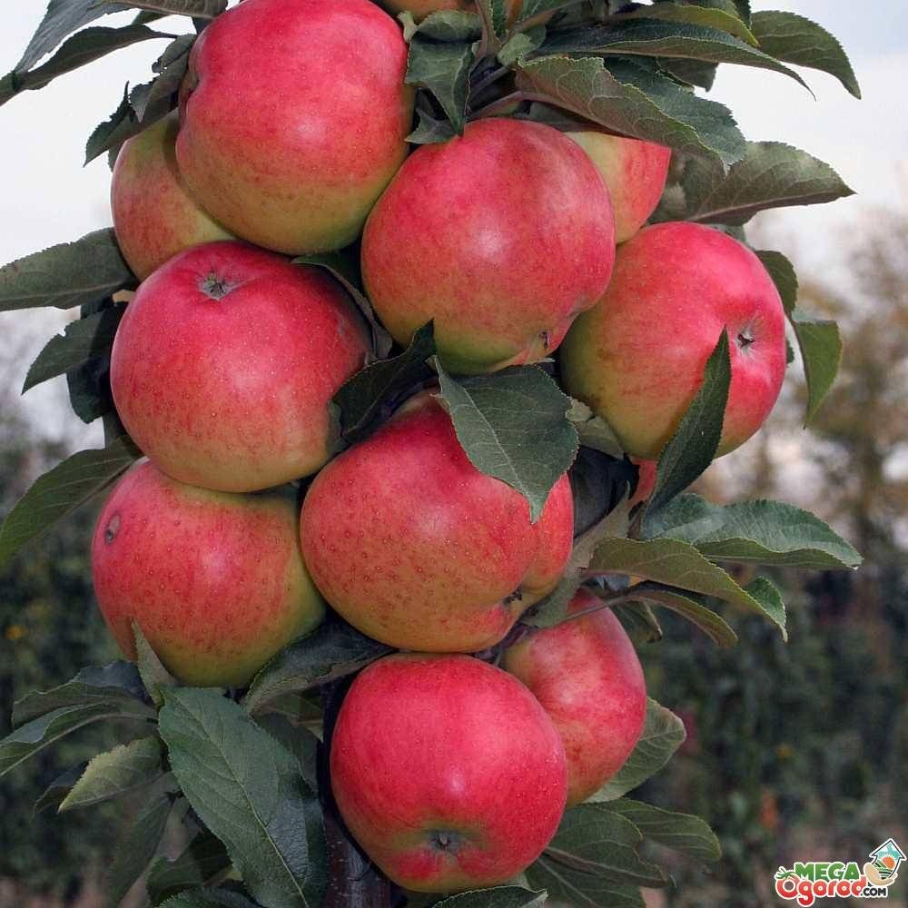 Сорта яблок - самые лучшие ранние, летние и зимние популярные новинки