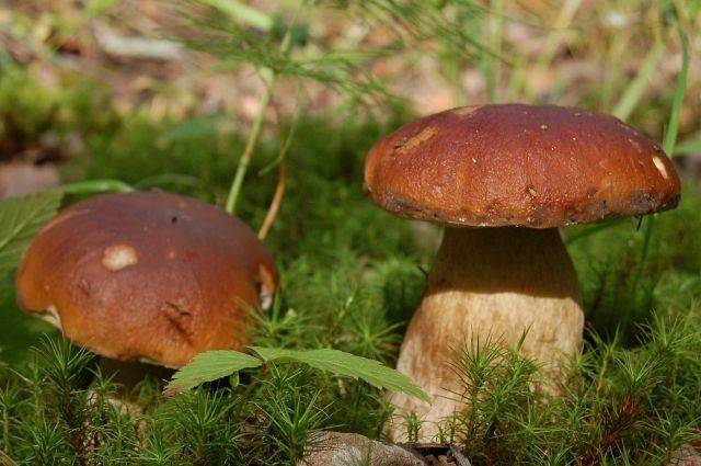 Какие грибы растут в новосибирской области. топ самых популярных