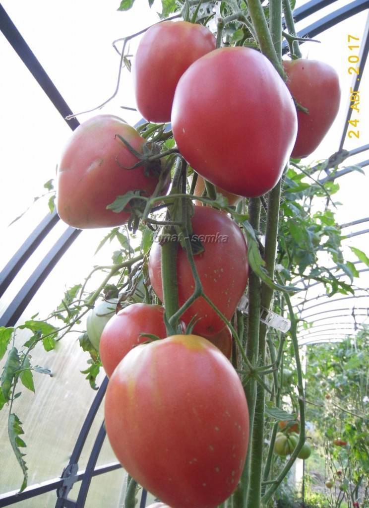 Описание сорта томата чудо света — особенности выращивания