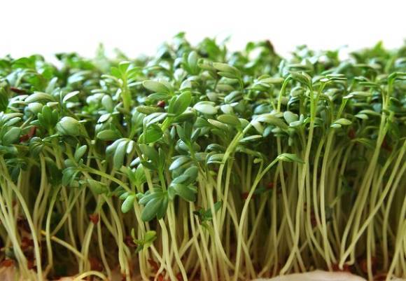 Выращивание кресс-салата в открытом грунте: как посадить и как ухаживать за растениями