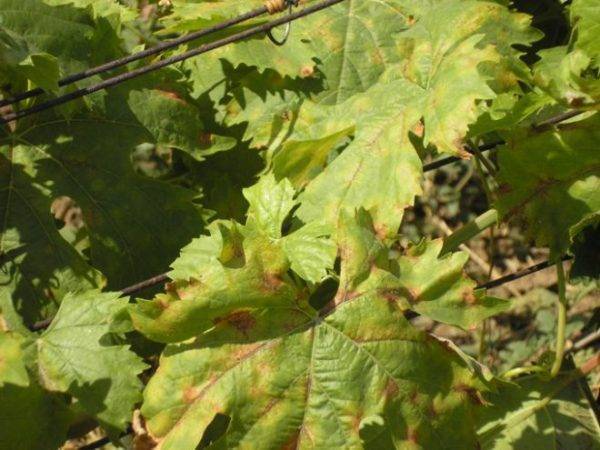 Причины пожелтения листьев винограда