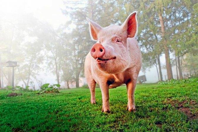 Мясные породы свиней: обзор видов, характеристики продуктивности