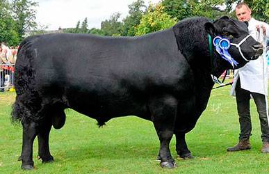 Абердин ангусская порода коров: описание крс и особенности содержания шортгорнских бычков