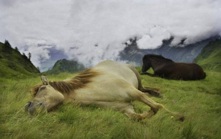 Как спят лошади - стоя или лежа, разбираемся в мифе