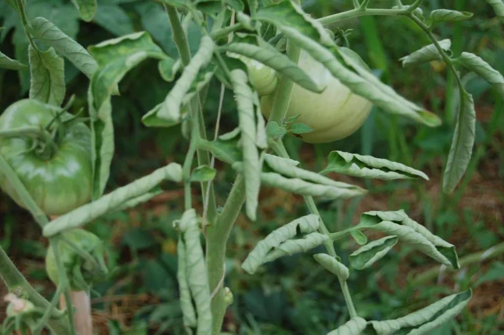 Листья рассады помидоров скручиваются вниз, загибаются вверх, вянут, сохнут, совсем опадают: что делать при этом, какие бывают другие болезни томатов? русский фермер
