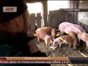 Чем кормить свиней: фото, видео, технологии откорма свиней на мясо