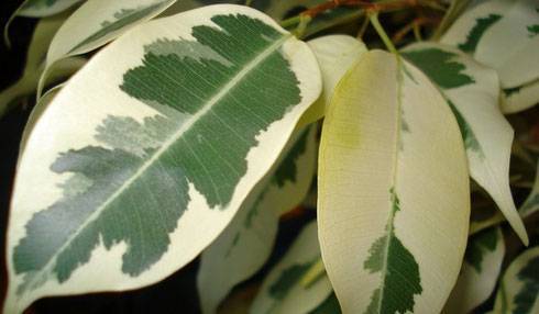 Болезни и вредители фикуса (37 фото): почему листья скручиваются внутрь? что делать, если фикус не растет? как его реанимировать, если листья чернеют?