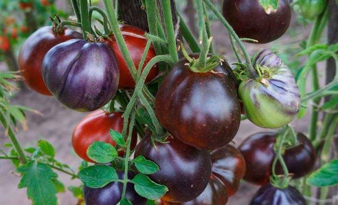 Синеплодные томаты - сорта, фото название и описание | сайт о саде, даче и комнатных растениях.