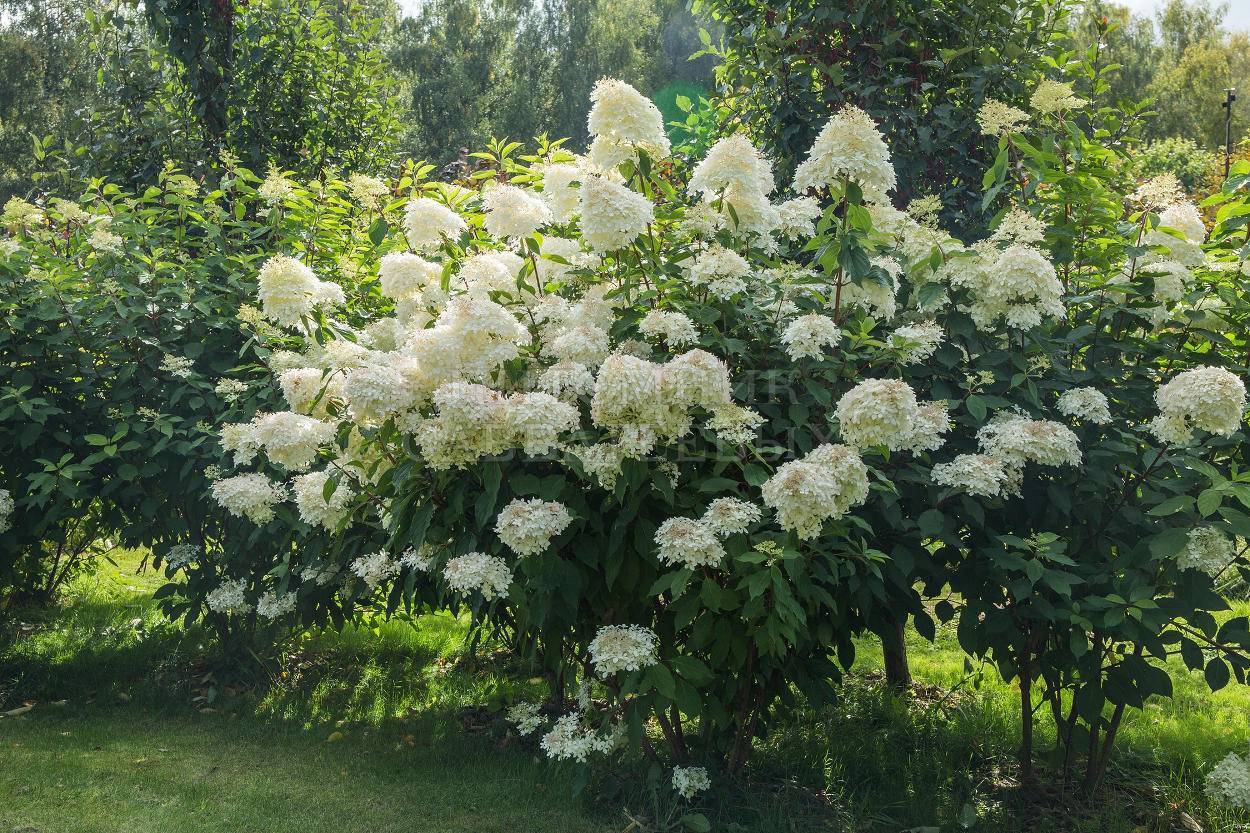 Сорта гортензии метельчатой, самые красивые и устойчивые для посадки в саду на supersadovnik.ru