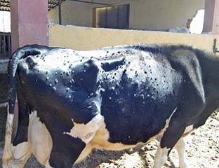 Шишки на теле у коровы: описание, лечение болезни - сельская жизнь