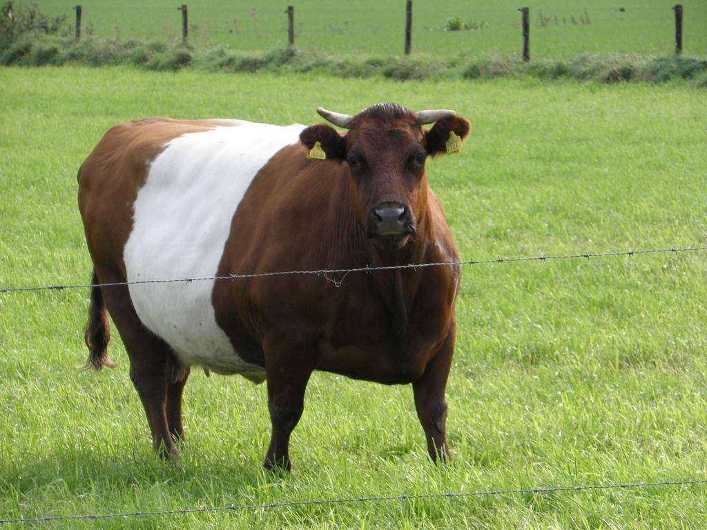 Беременность у коров: длительность, признаки, развитие плода