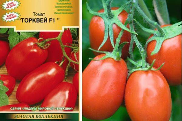 Томат торквей f1: характеристика и описание сорта, фото куста, отзывы, урожайность
