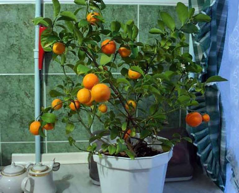 Как вырастить мандарин из косточки в домашних условиях