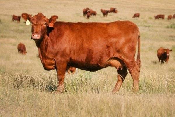 Красная степная порода коров: появление вида, внешние характеристики, описание, фоток